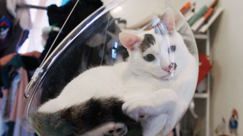 Dim Dim Bubble Bowl for cats by Yan Law