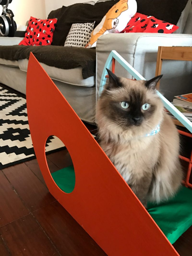 9lives is first ever cat furniture design show at Design Week Singapore