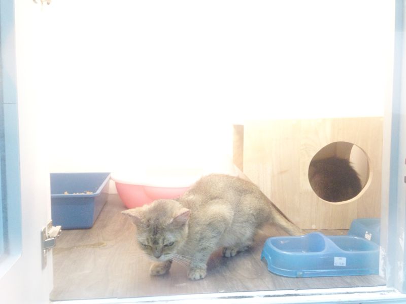 Catzonia in Malaysia is world’s first five-star Cat Hotel