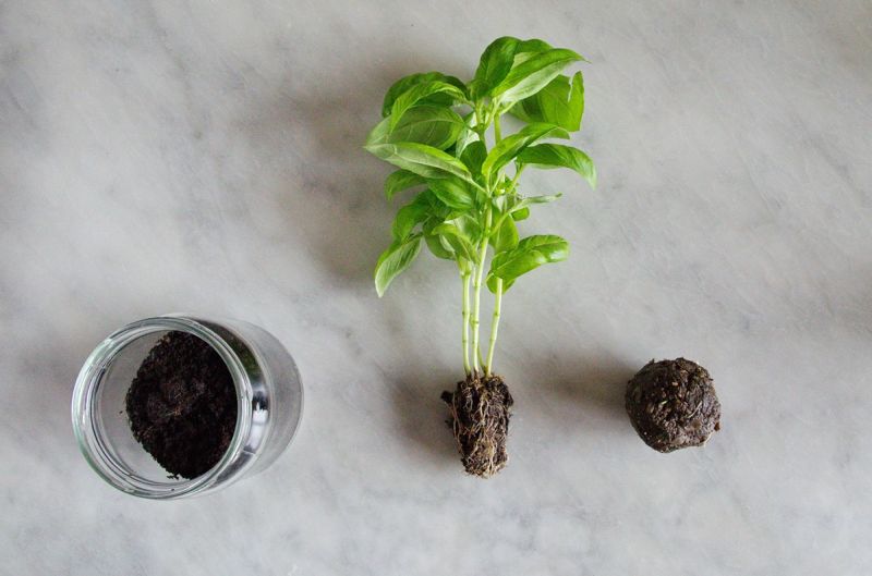 Bono by Ala Sieradzka is chic compost pot for kitchen