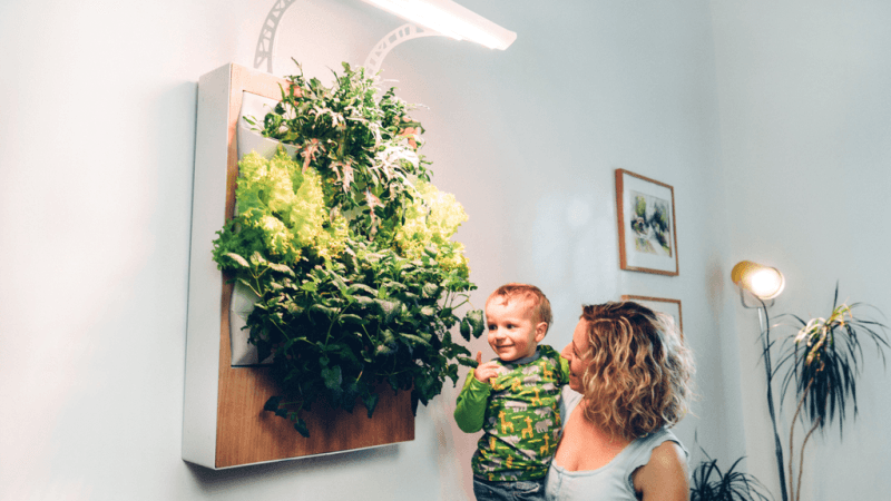 Herbert, a smart hydroponic wall garden grows food all year round