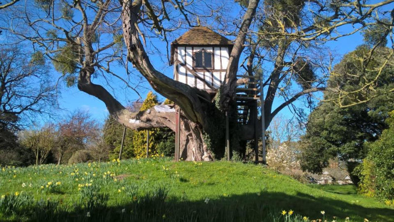 World’s oldest treehouse in Pitchford dates back to Princess Victoria