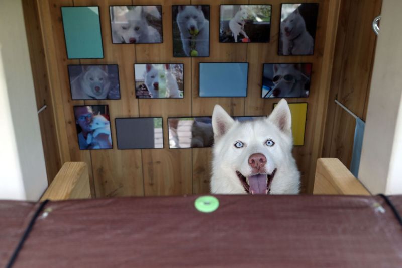 Bluffs man builds a special doghouse for his Siberian Husky
