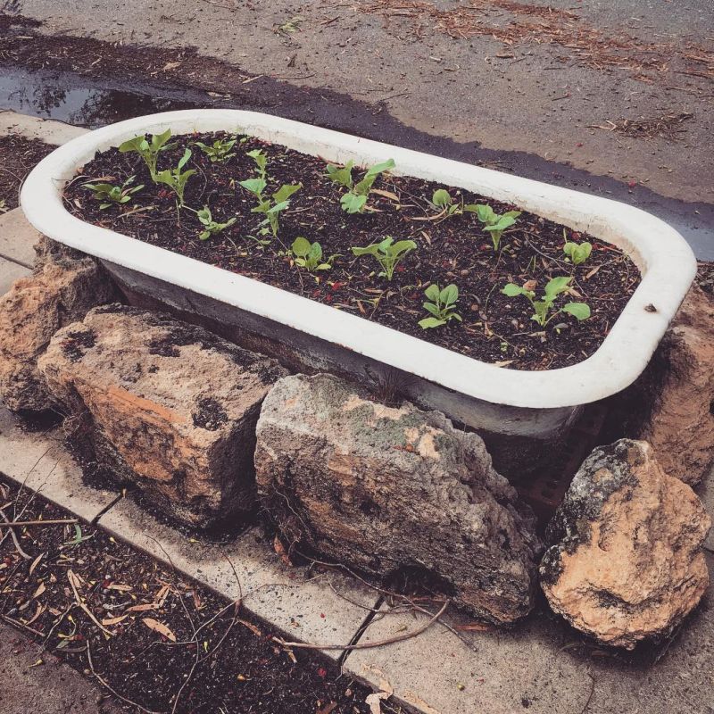 Old bathtub into garden planter