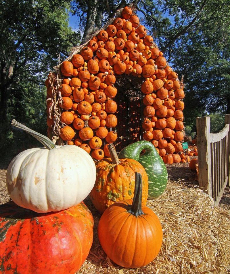 Build Halloween pumpkin house