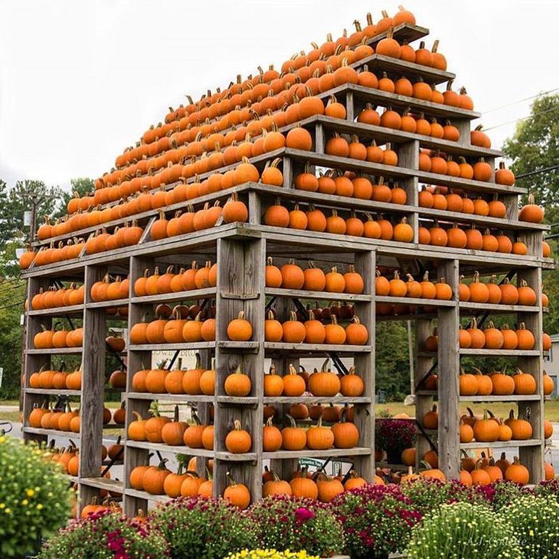 Halloween Pumpkin House