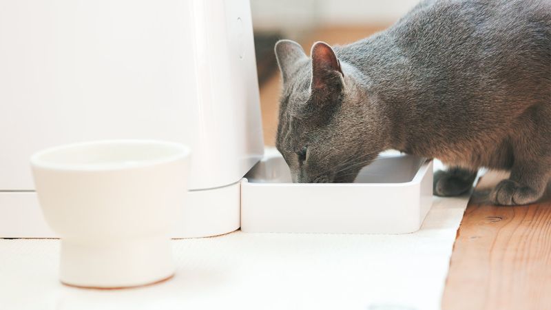 Pet Feeder