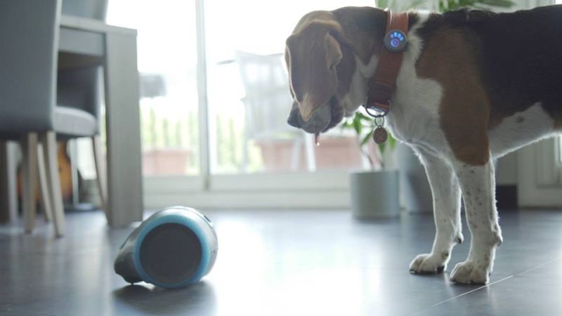 Best Pet Care Gadgets Spotted at CES 2018