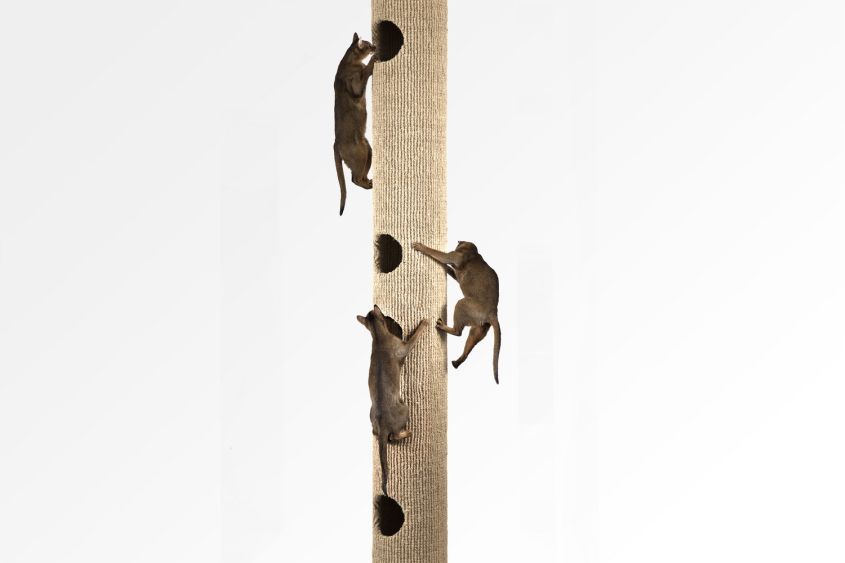 Catapilla Modular cat Tree From Hicat London