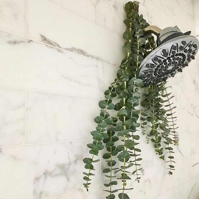 What is Eucalyptus Shower and Why it is a Hot Topic These Days