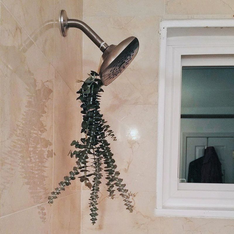 What is Eucalyptus Shower and Why it is a Hot Topic These Days