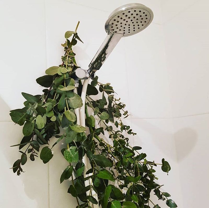 What is Eucalyptus Shower and Why it is a Hot Topic These Days