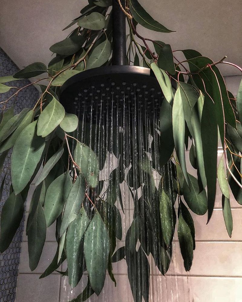 What is Eucalyptus Shower and Why it is a Hot Topic These Days