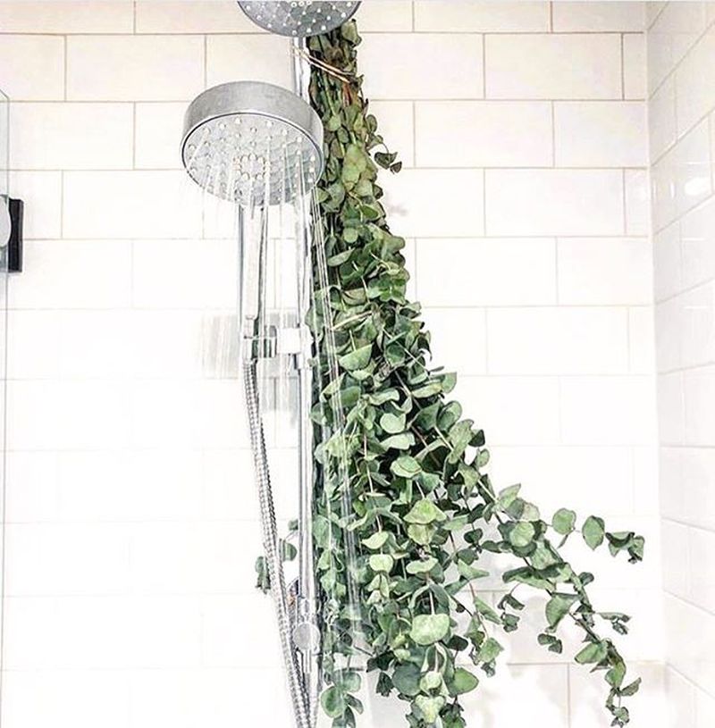 What is Eucalyptus Shower and Why it is a Hot Topic These Days