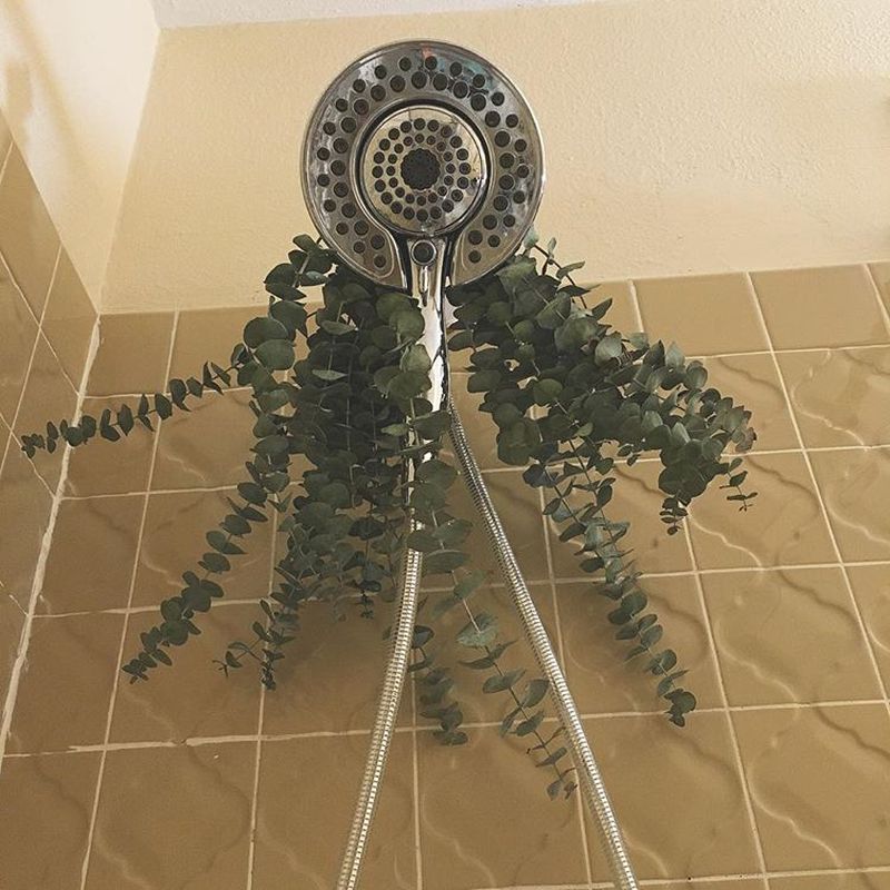 What is Eucalyptus Shower and Why it is a Hot Topic These Days