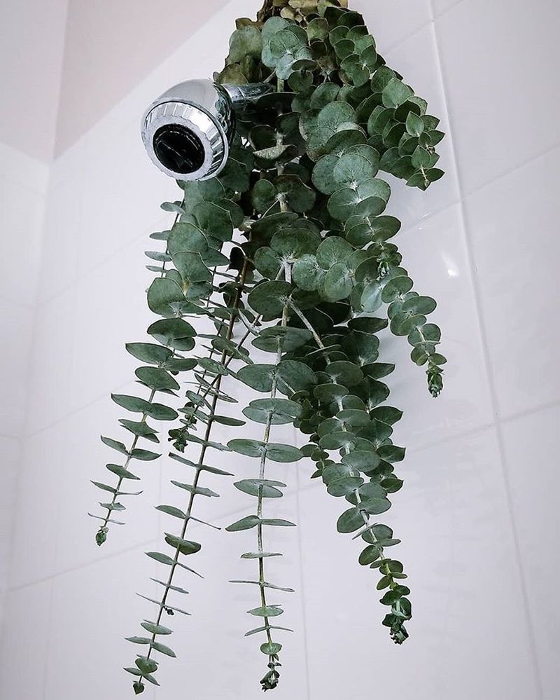What is Eucalyptus Shower and Why it is a Hot Topic These Days