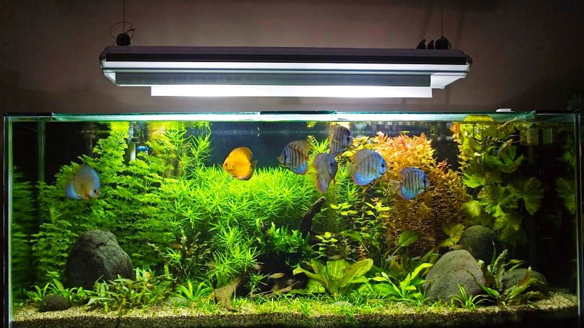 10 Aquarium Maintenance Tips For Newbies 8 Is A Lifesaver