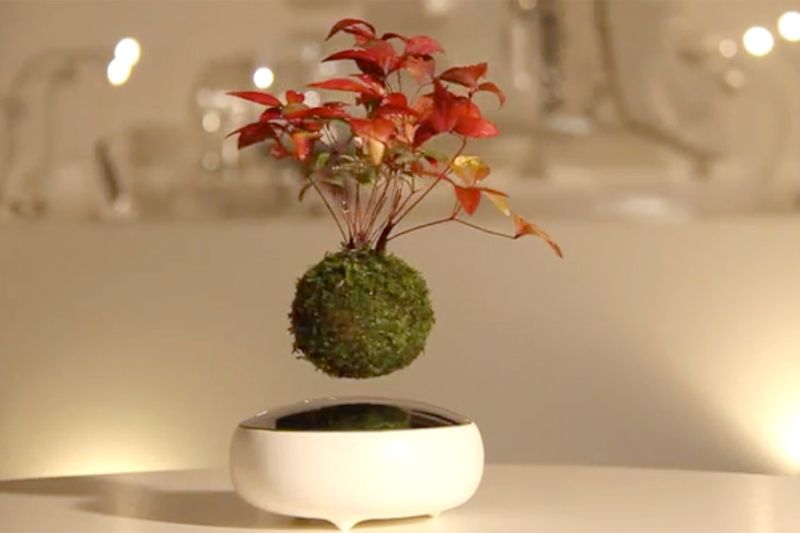 Hoshinchu handmade Air Bonsai from ARITA 