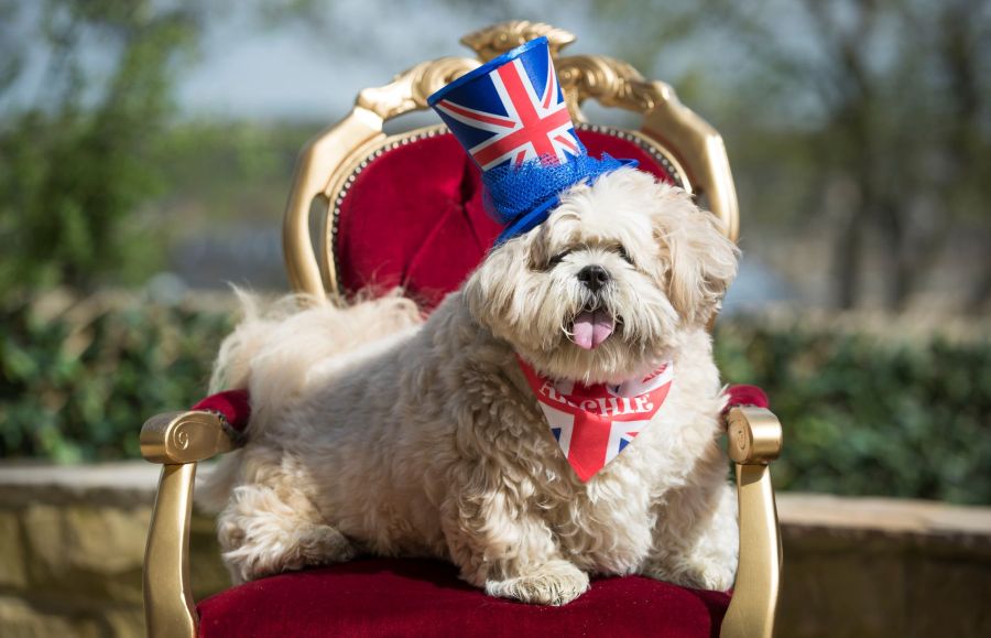 Windsor Castle dog house by Susan Crossland