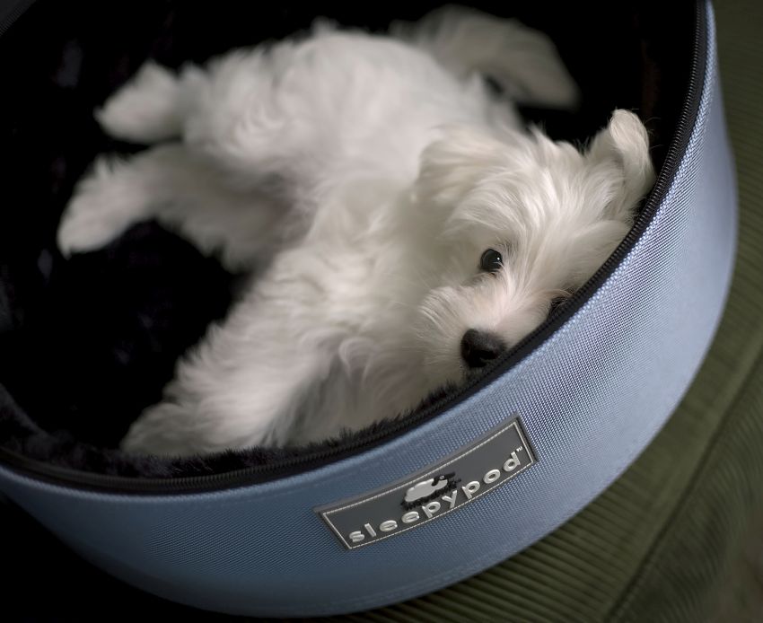 Sleepypod Pet Carrier - Pet Accessories