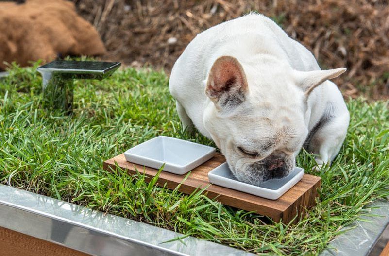 Studio Schicketanz Dog House Features Green Roof, Automated Faucet