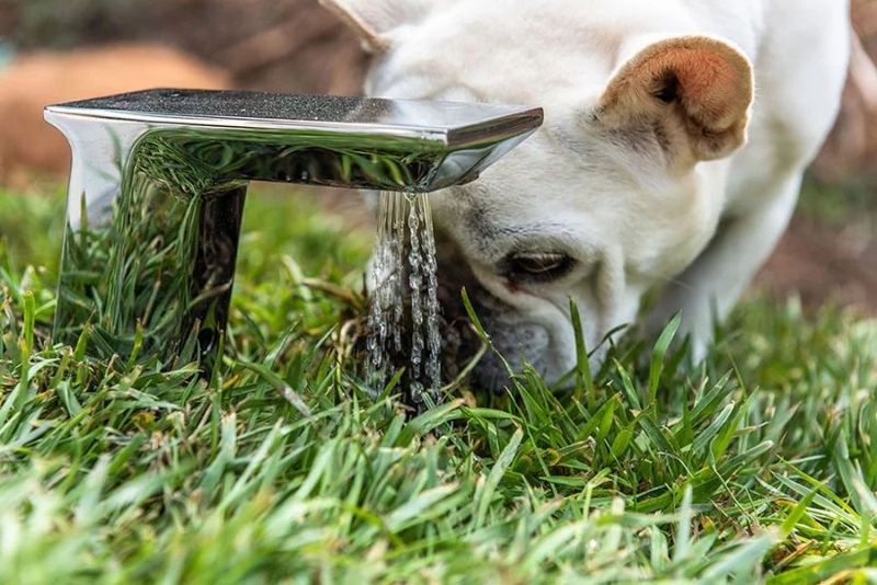 Studio Schicketanz Dog House Features Green Roof, Automated Faucet