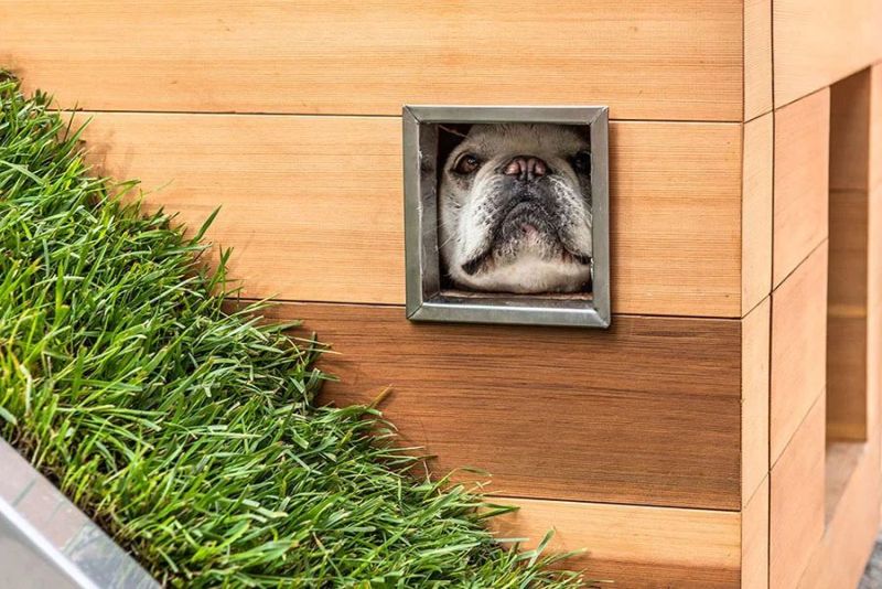 Studio Schicketanz Dog House Features Green Roof, Automated Faucet