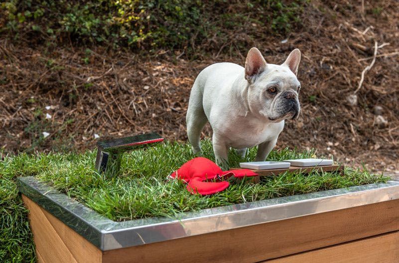 Studio Schicketanz Dog House Features Green Roof, Automated Faucet