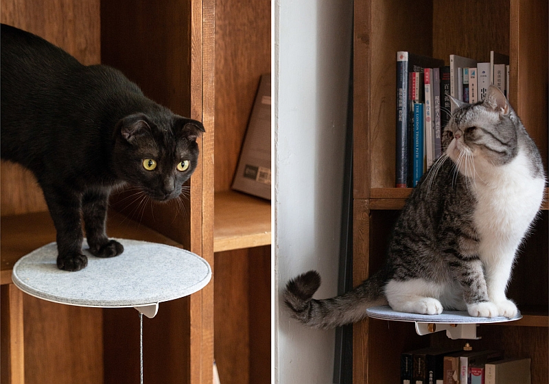 catssup cat furniture