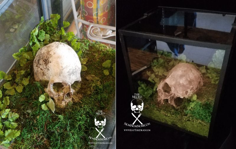 DIY Skull Terrarium by Eat The Dead