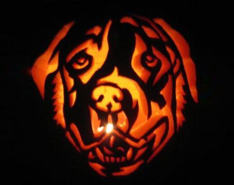 Jack-O’-Lassie - Halloween Decoration Idea