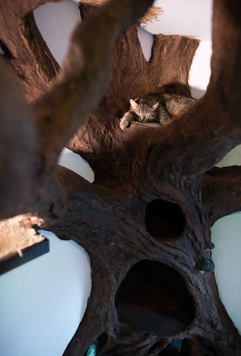 Robert Rogalski Builds Cat Tree Inspired by Tolkien's Ents