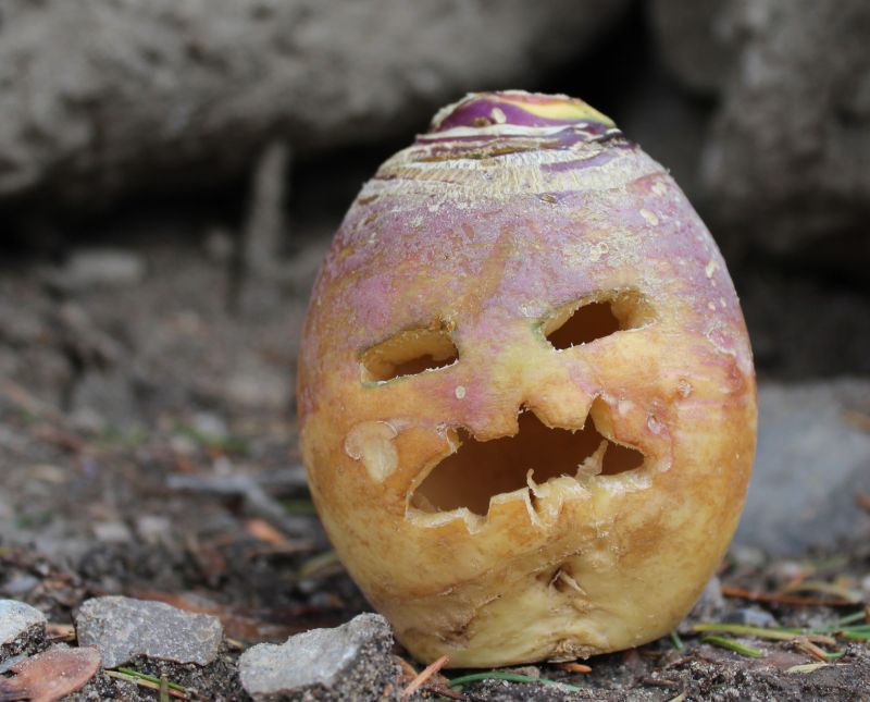 Turnip jack-o'-lantern carving for halloween 