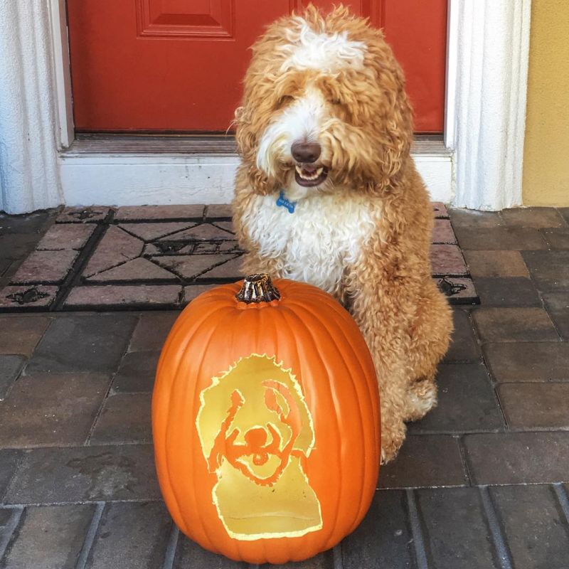 dog o lantern - Dog pumpkin carving ideas