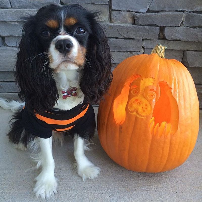 dog o lantern - Dog pumpkin carving ideas