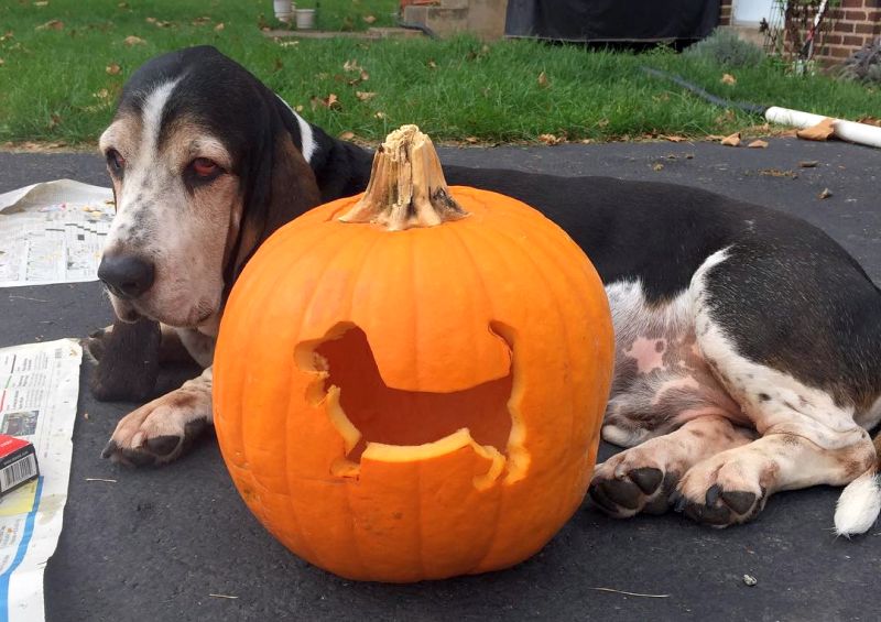 dog o lantern - Dog pumpkin carving ideas