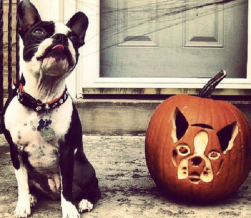 dog o lantern - pumpkin carving ideas