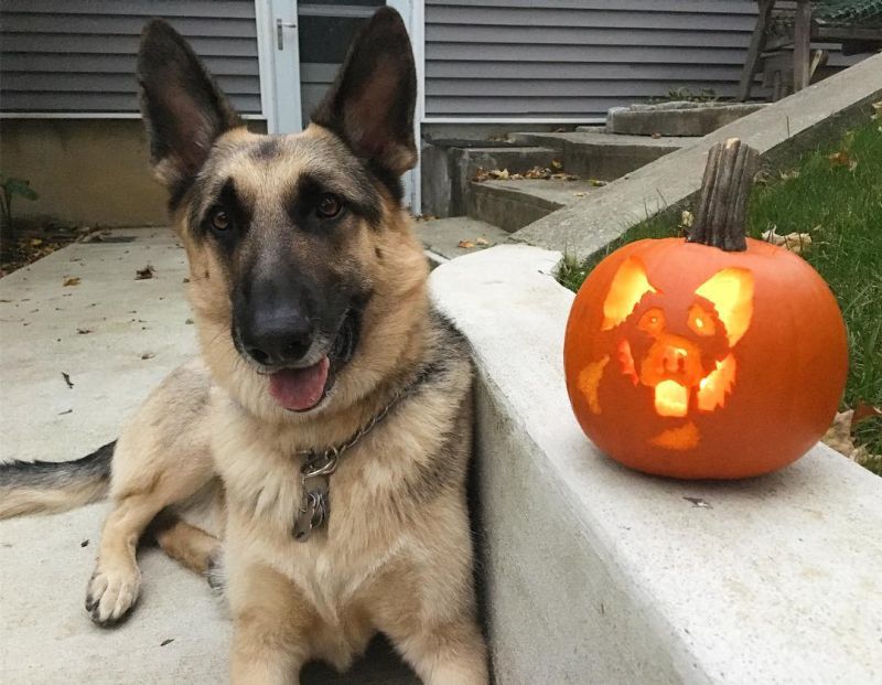 dog o lantern - Dog pumpkin carving ideas