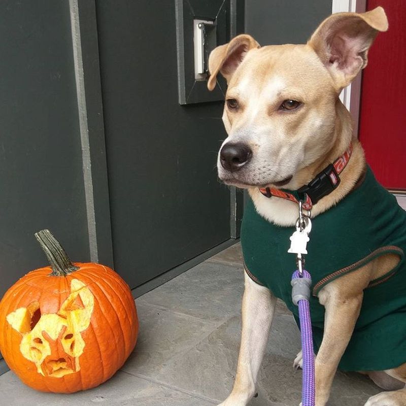 dog o lantern - Dog pumpkin carving ideas