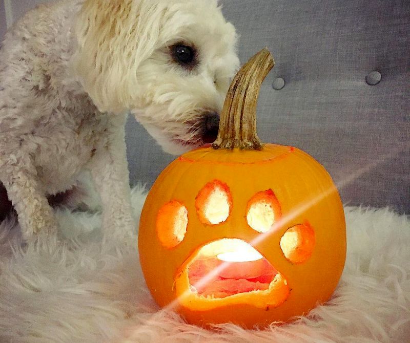 dog o lantern - Dog pumpkin carving ideas