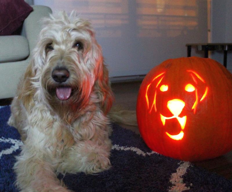 dog o lantern - Dog pumpkin carving ideas