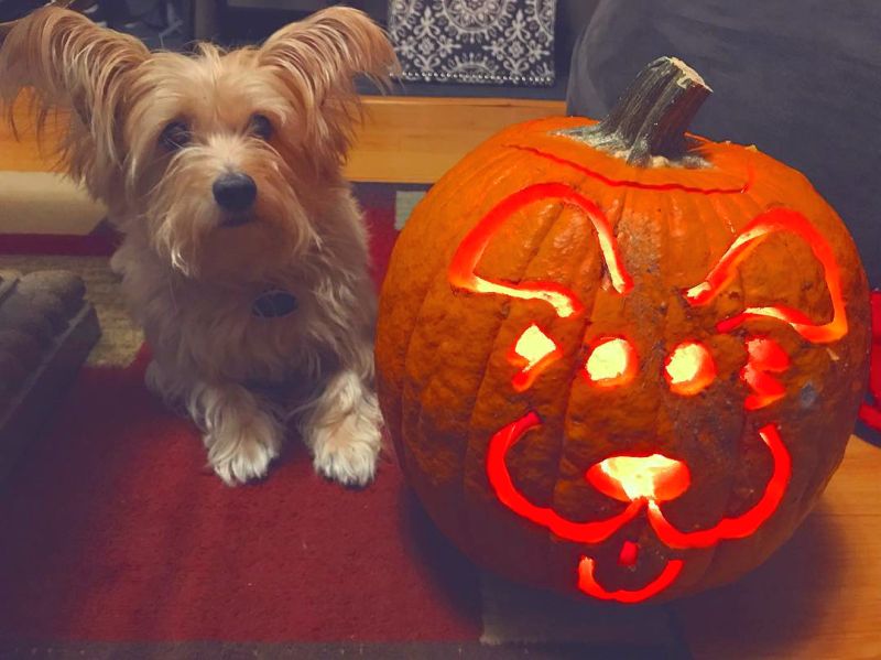 dog o lantern - Dog pumpkin carving ideas