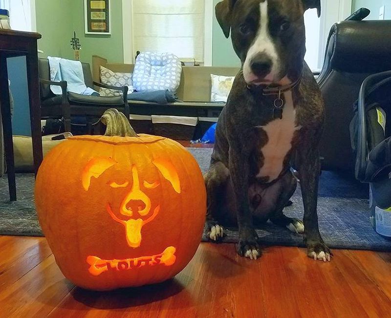 dog o lantern - Dog pumpkin carving ideas