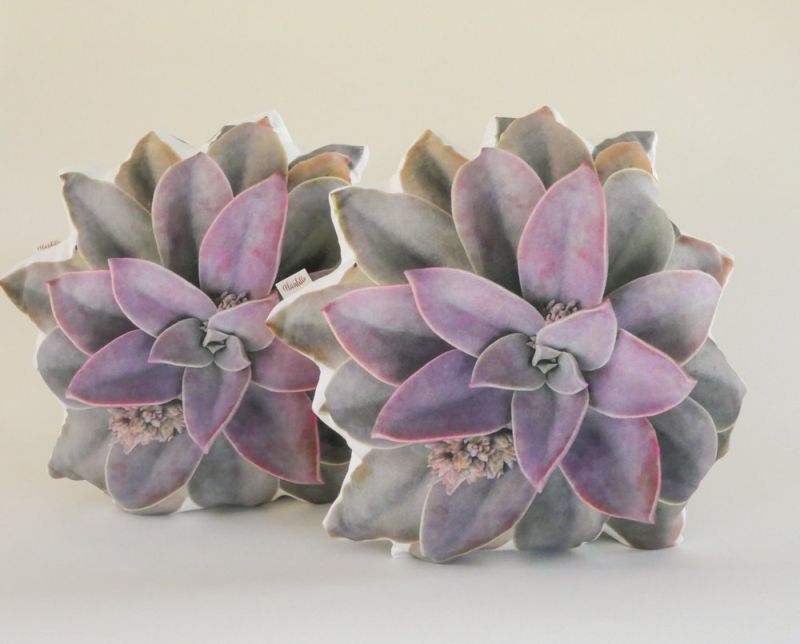 Plantillo succulent pillow