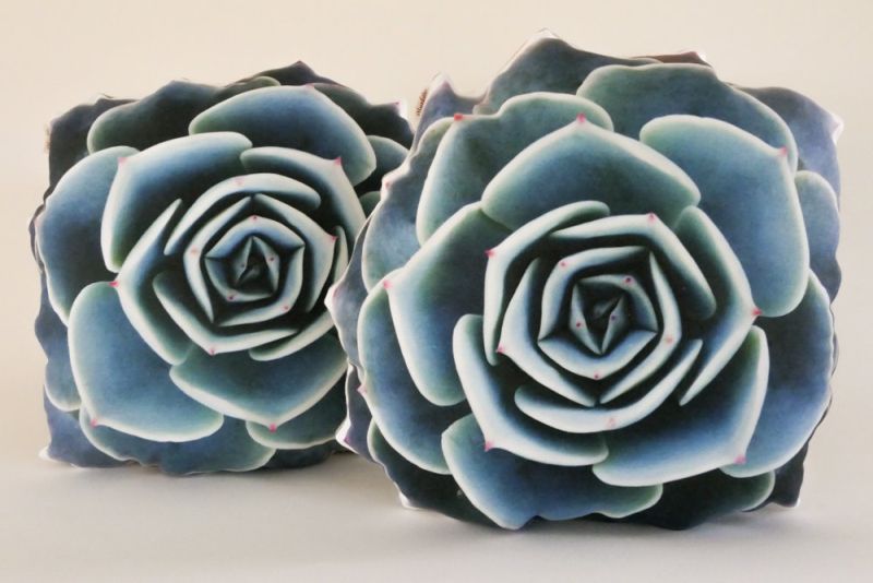 Plantillo succulent pillow