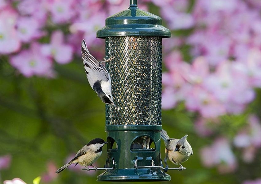 Brome Squirrel Buster Bird Feeder Keeps Squirrels Away