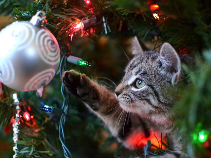 Christmas Tree and Cats