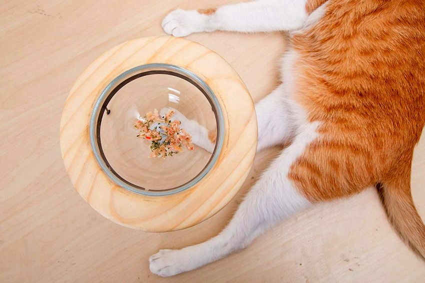 Outerspace pet bowl - buy pet accessories