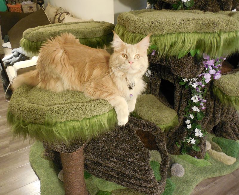 Realistic Cat Trees by Hollywood Kitty Company