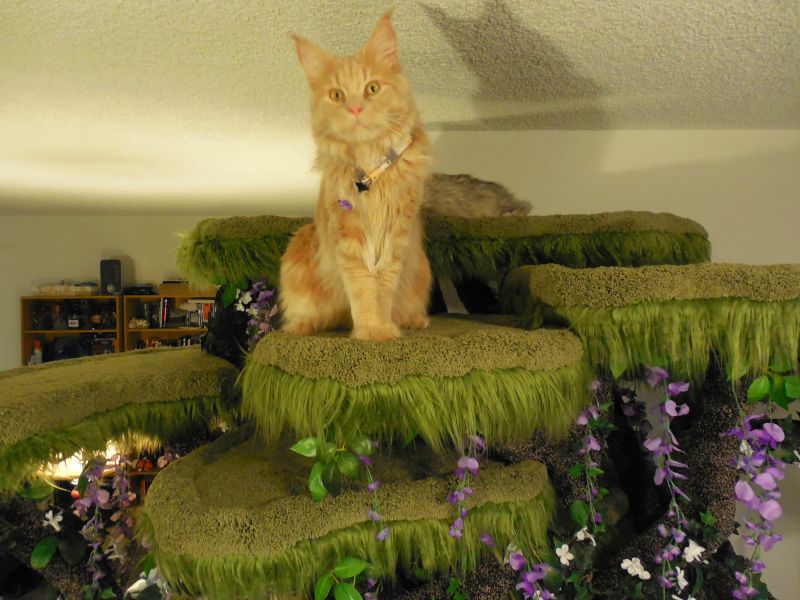 Realistic Cat Trees by Hollywood Kitty Company